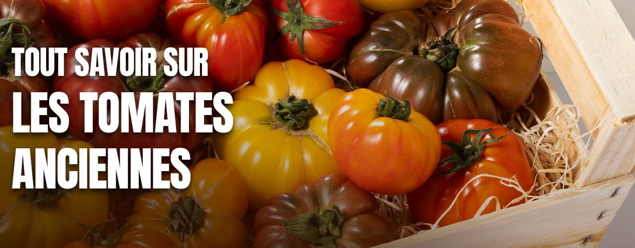 Tout savoir sur les tomates anciennes